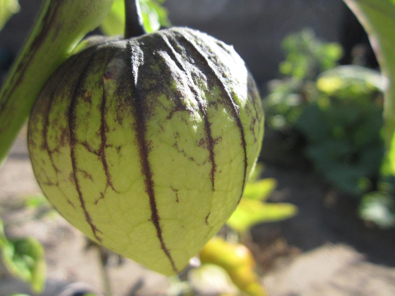 Miechunka pomidorowa