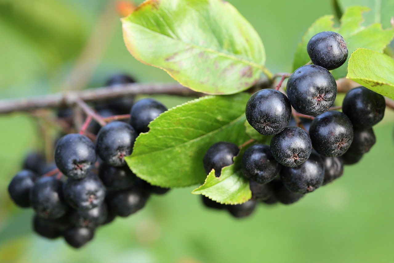 Aronia na domową nalewkę